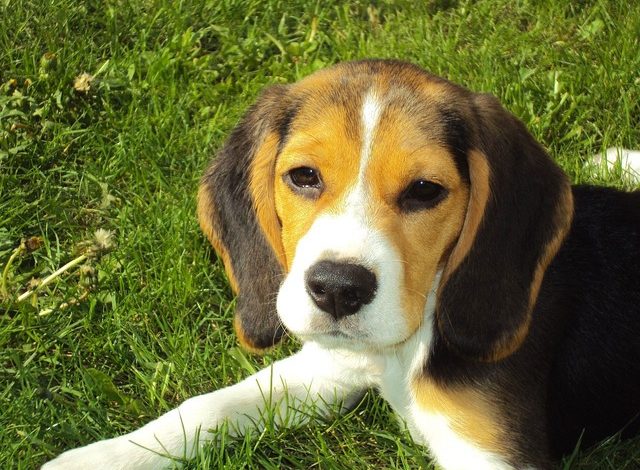 Are Beagles Smart
