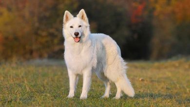 White Swiss Shepherd Dog