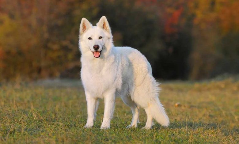 White Swiss Shepherd Dog