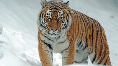 Could Siberian Tigers Survive In Antarctica?