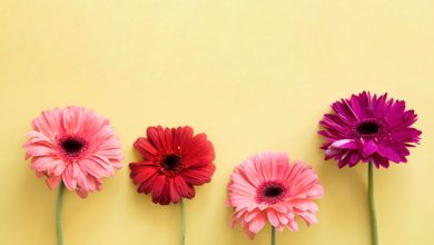 beautiful-flowers