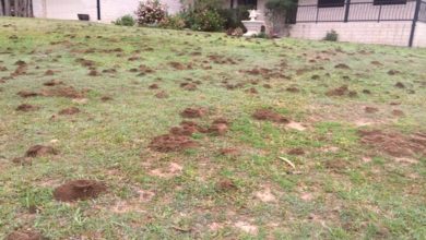 ant specialist Brisbane