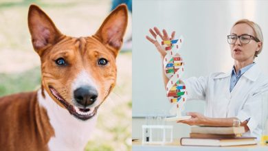 THE 4 BEST DNA TESTS FOR DOGS