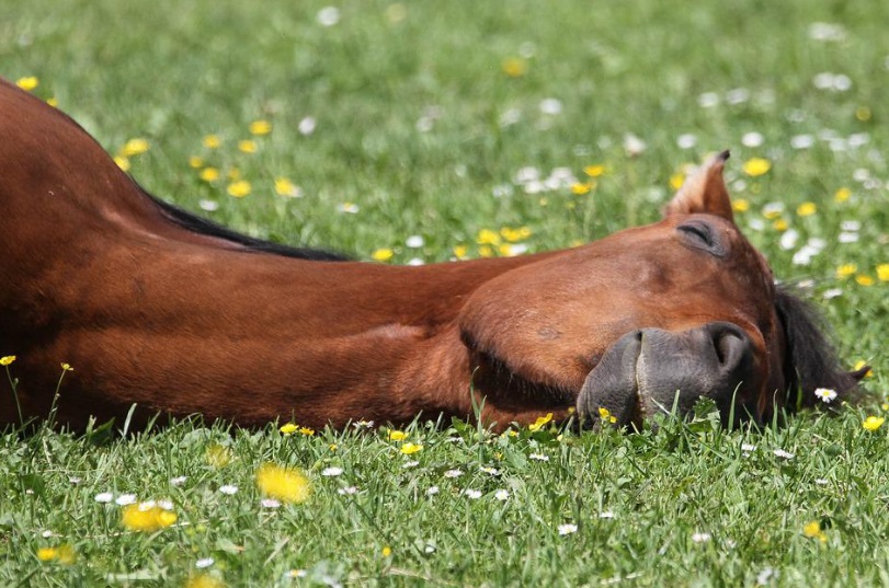 Horse in Heatstroke