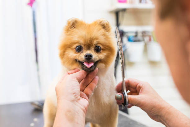 dog grooming in Delhi