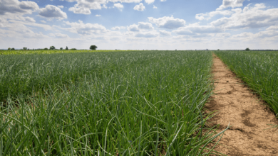 onion farm