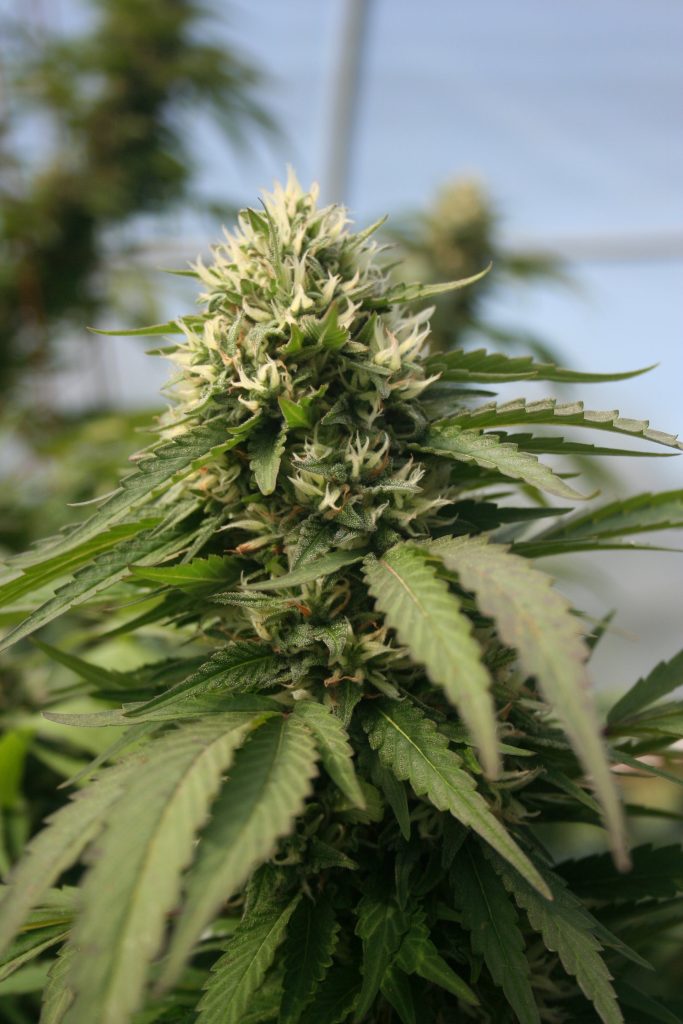 Super Lemon Haze Marijuana