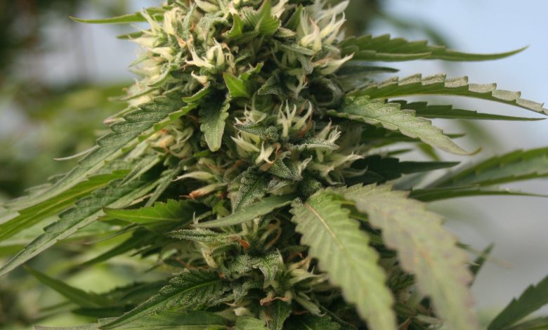Super Lemon Haze Marijuana