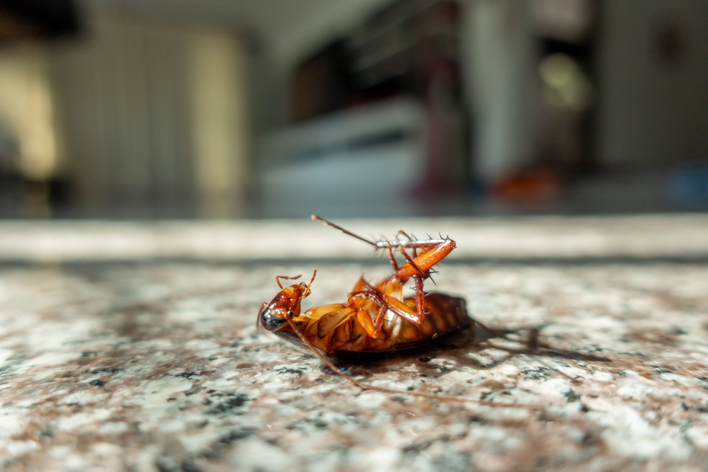 Pest Control